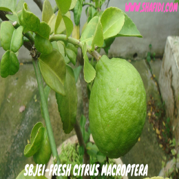 SBJEI-FRESH CITRUS MACROPTERA